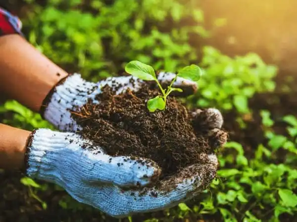 AgroindustryIndustry